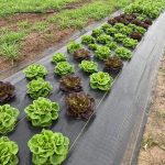 Salanova Butter Lettuce