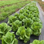 Baby Romaine Lettuce