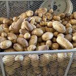 Notti Farm Potatoes