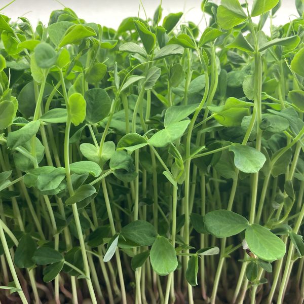 Notti Farm Green Pea Microgreens