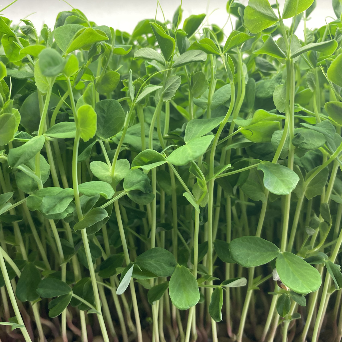 notti-farm-green-pea-microgreens-1