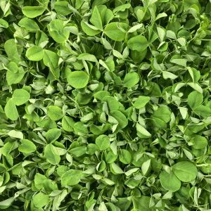 Notti Farm Green Pea Microgreens