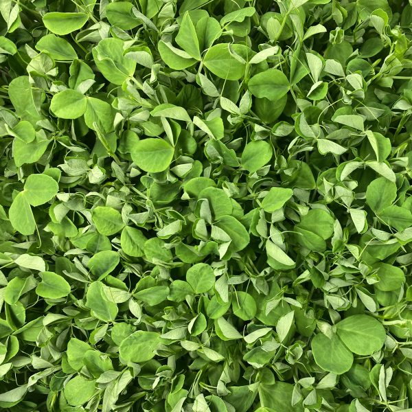 Notti Farm Green Pea Microgreens