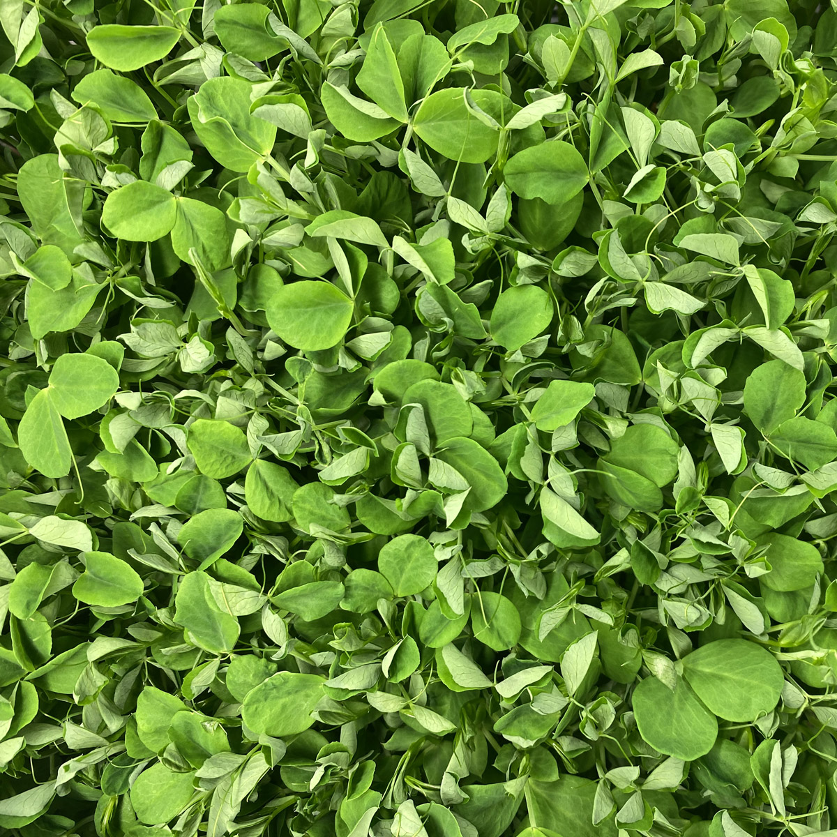 notti-farm-green-pea-microgreens