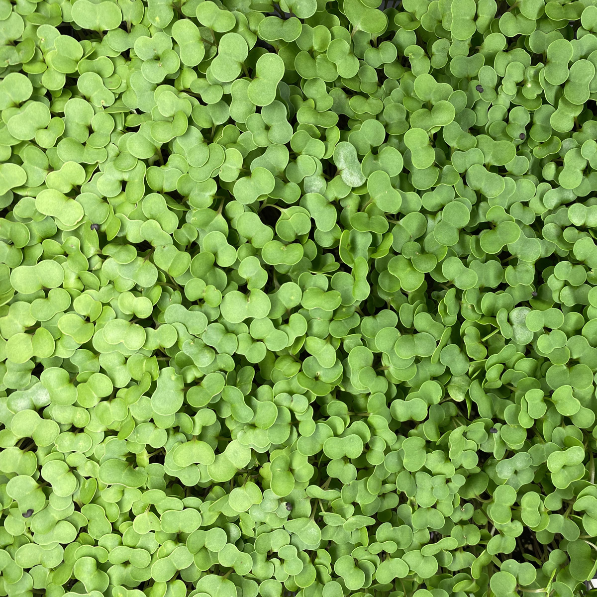 Notti Farm Kale Microgreens