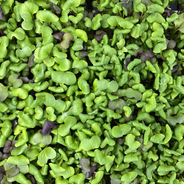 Notti Farm Micro Mix Microgreens