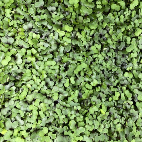 Notti Farm Mild Microgreens