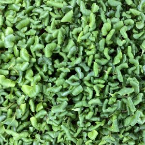 Notti Farm Radish MIcrogreens