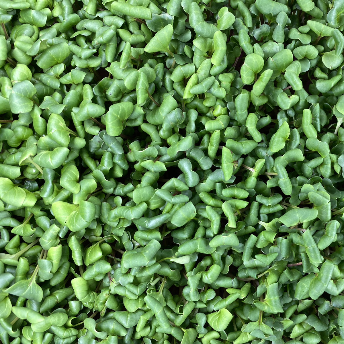 notti-farm-radish-microgreens