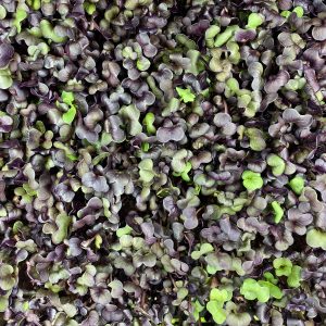 Notti Farm Rambo Radish Microgreens