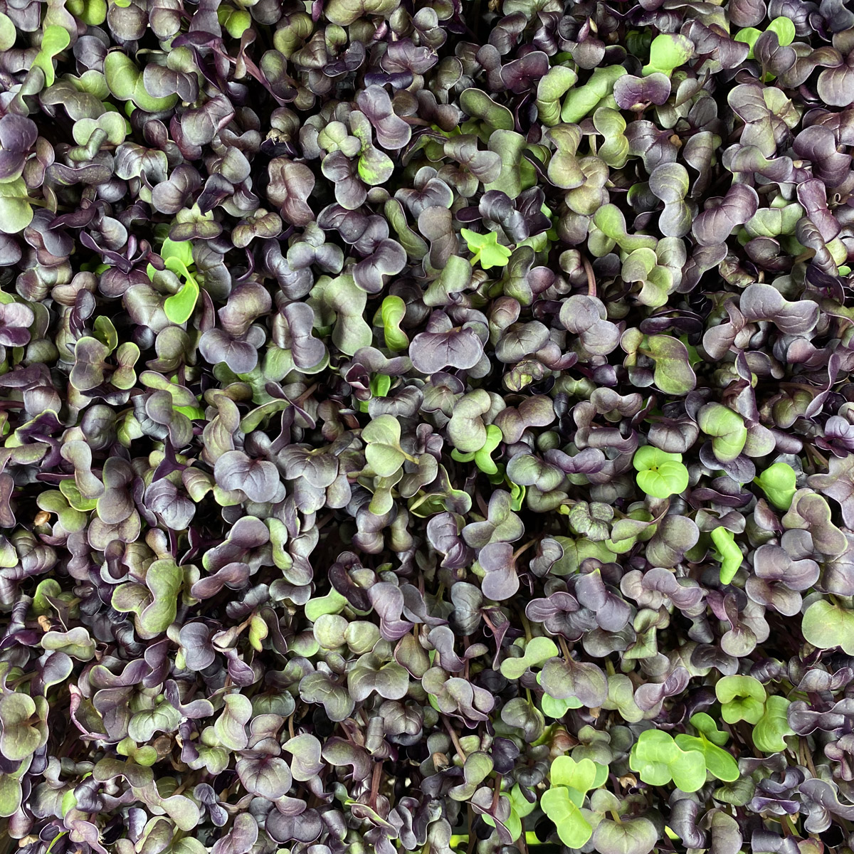 notti-farm-rambo-radish-microgreens