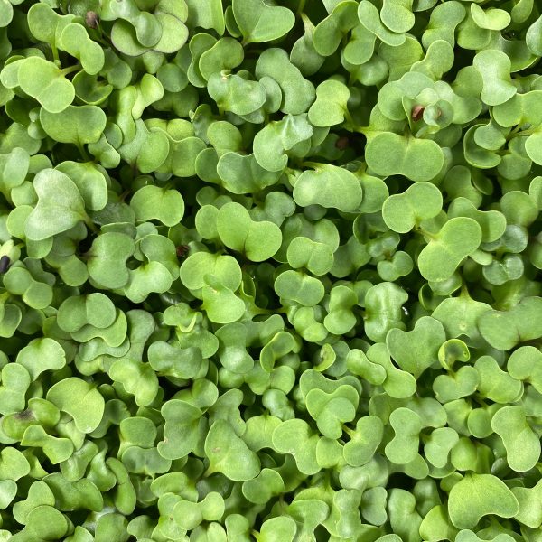 Notti Farm Spicy Mix Microgreens