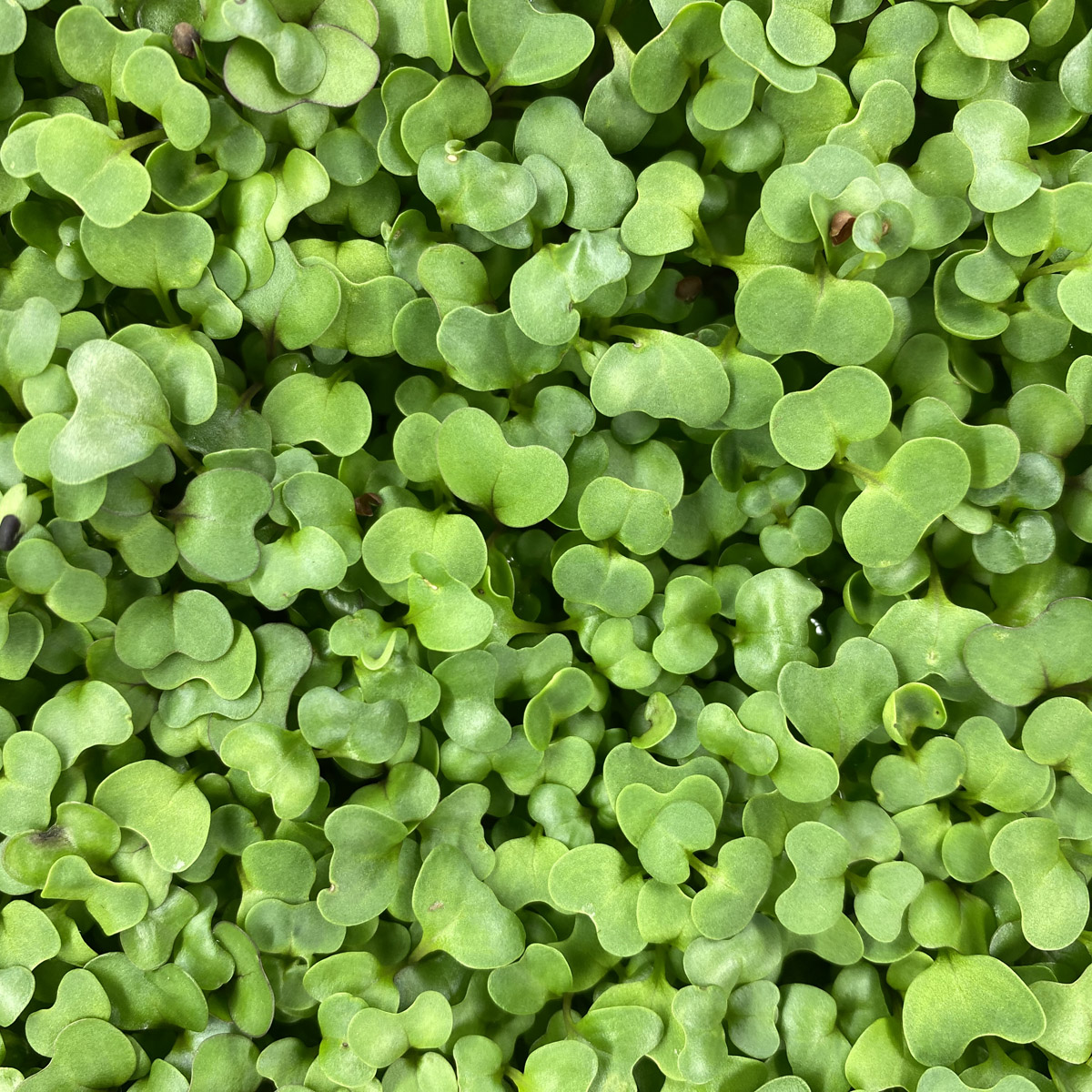 notti-farm-spicy-mix-microgreens-1