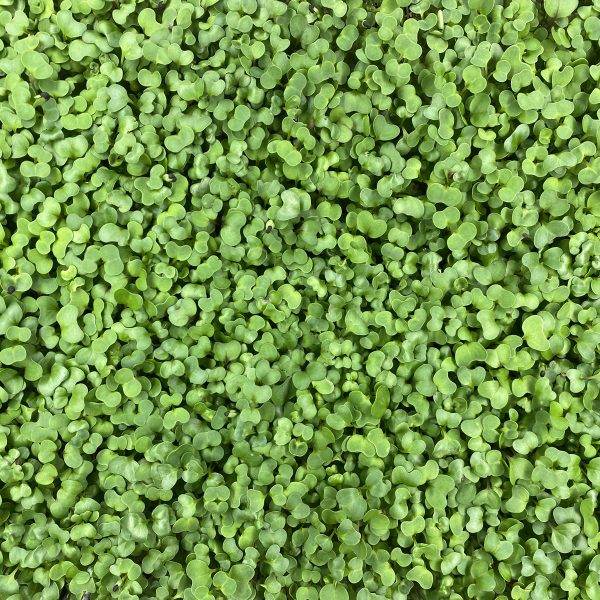 Notti Farm Spicy Mix Microgreens