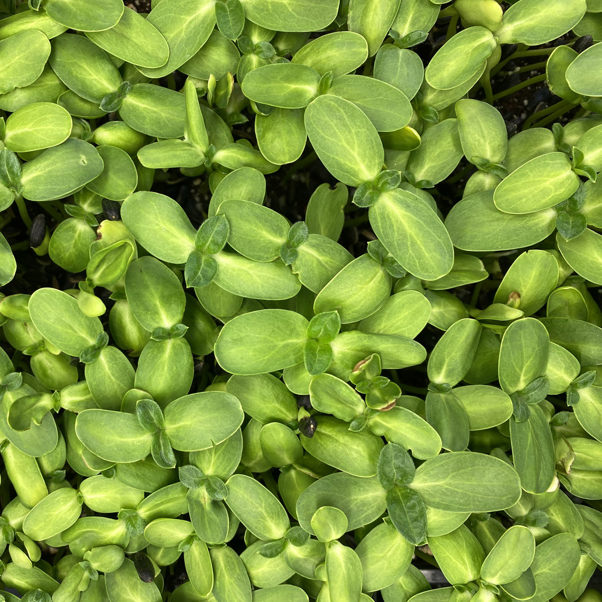 notti-farm-sunflower-microgreens